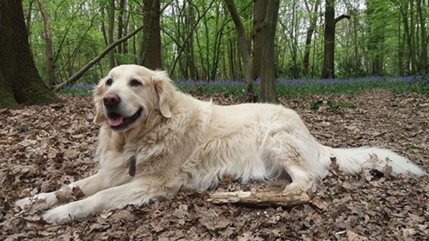 Charlie lays on a bed of leaves in a wood