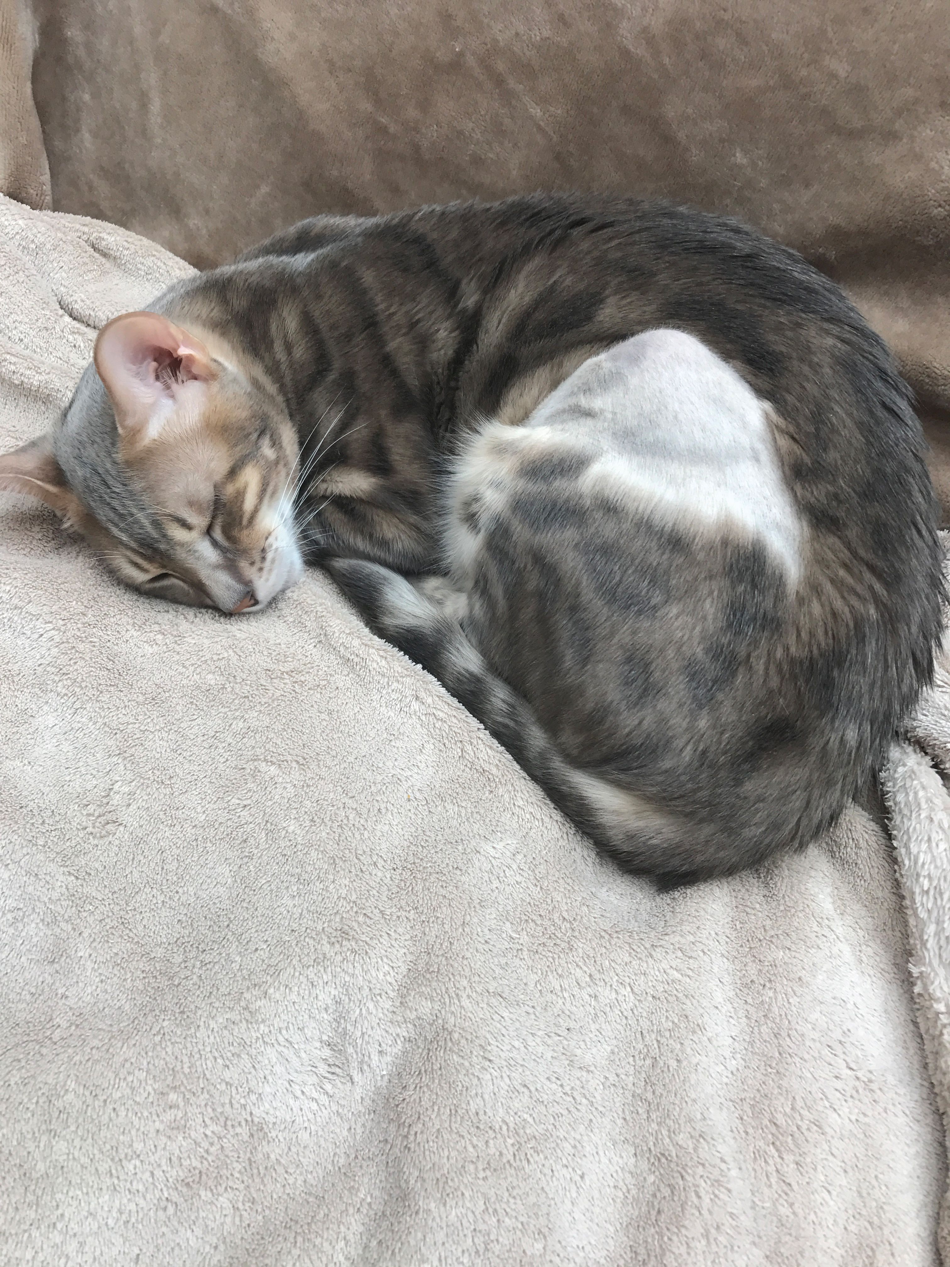 luther relaxes on the sofa