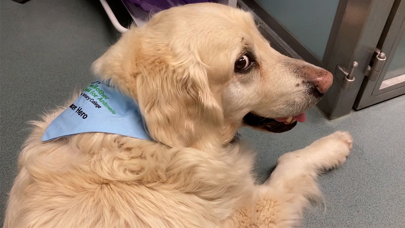 charlie sits on the floor, wearing a 'cancer hero' bandana
