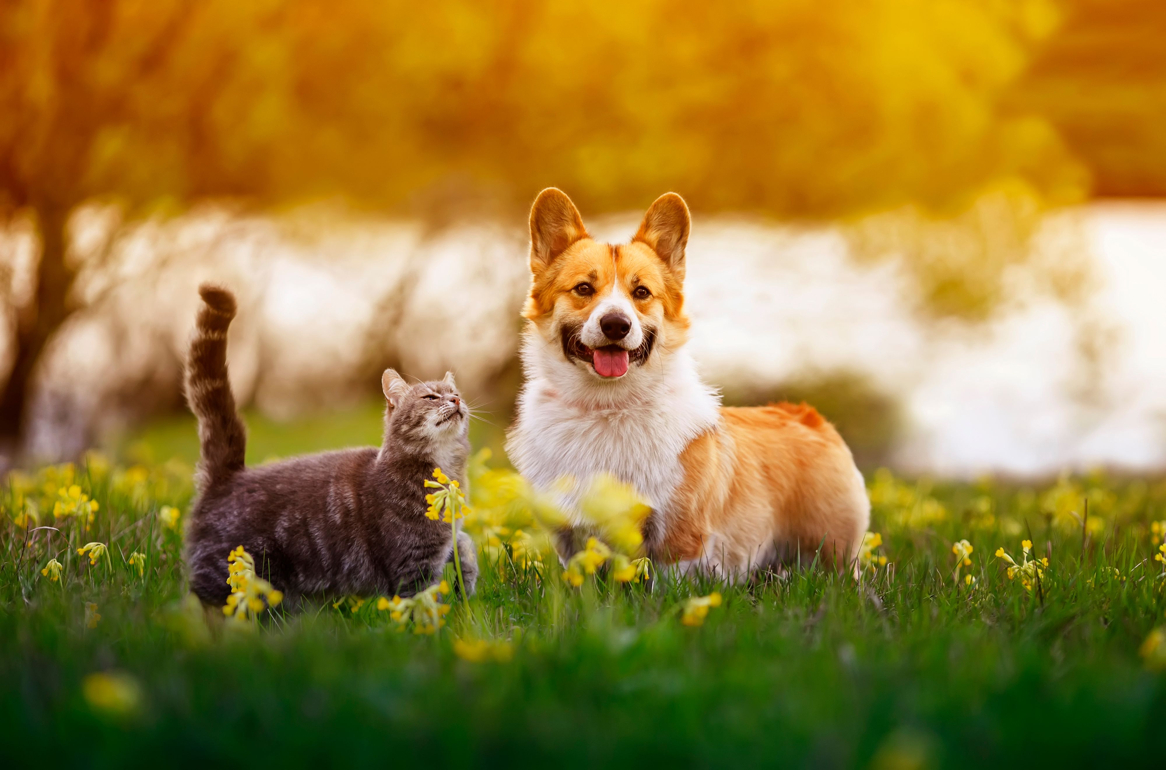 A cat and a dog in a meadow at sunset