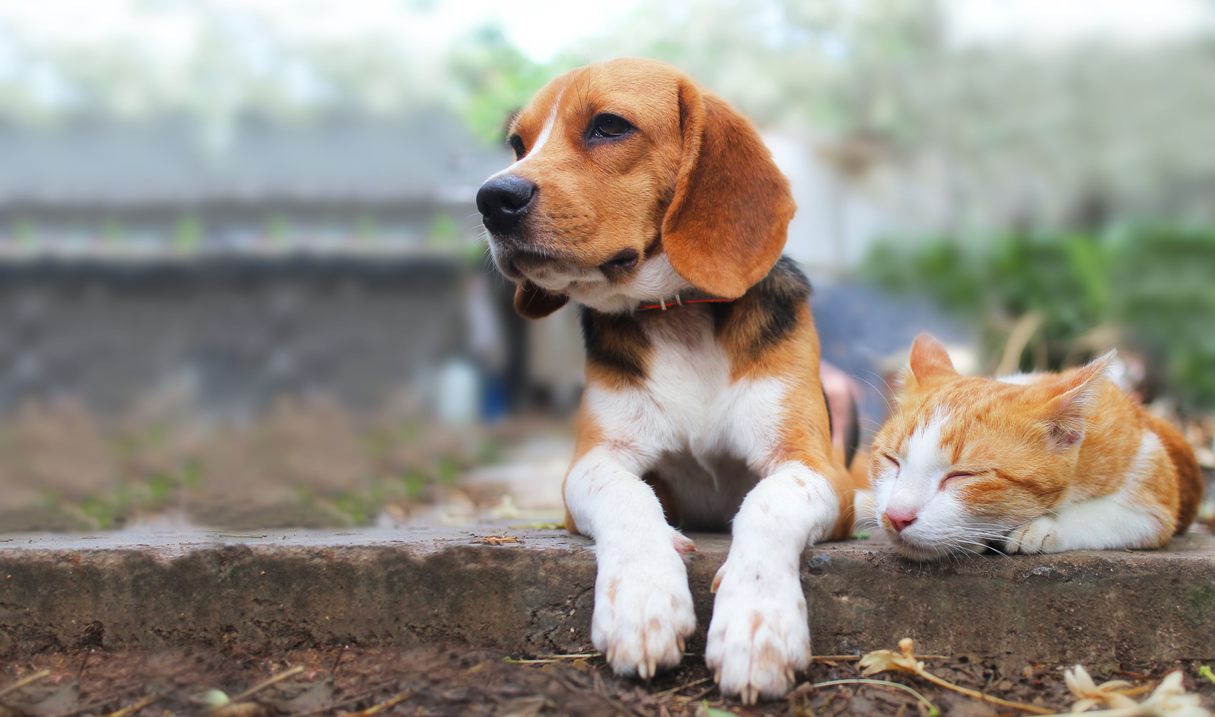 A dog sits next to a cat sleeping