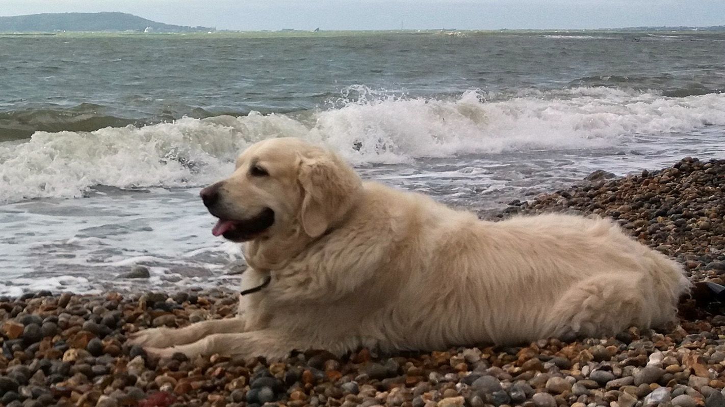 Charlie lies on a shingle beach