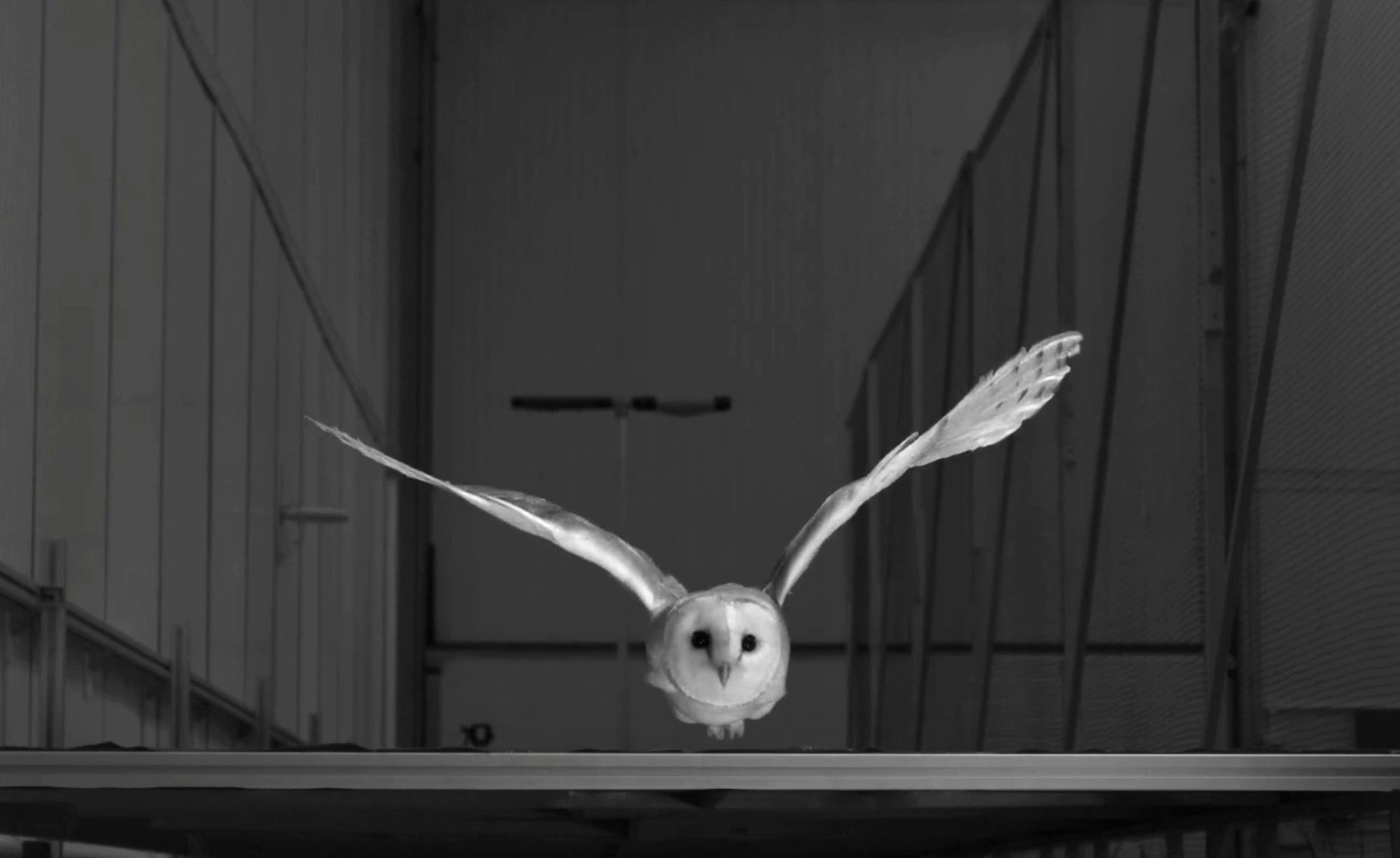 Lily the barn owl flies through a wind gust that would challenge an aeroplane of similar size.