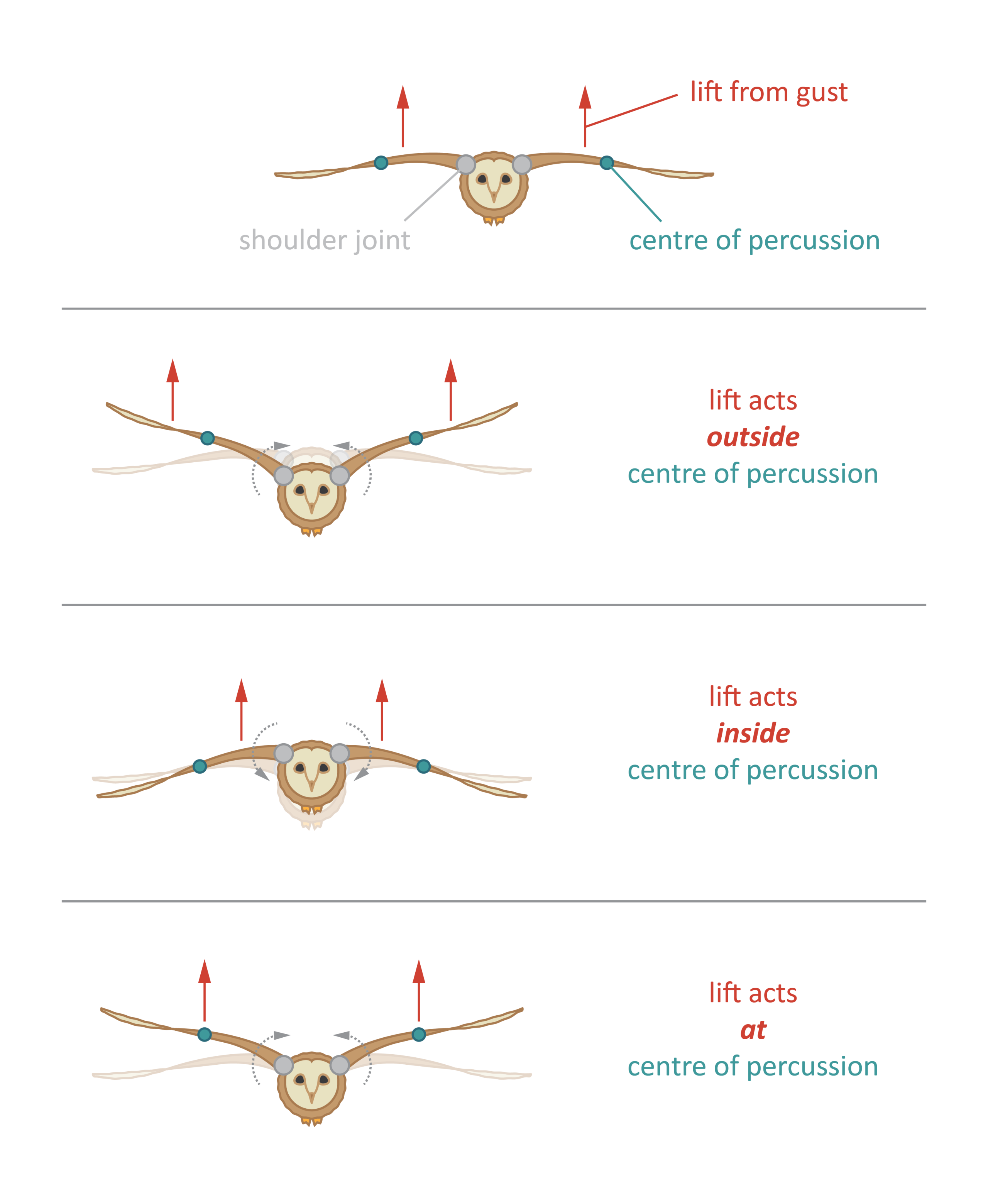 If the wings are set up in the right way, the gust moves them without disturbing the body