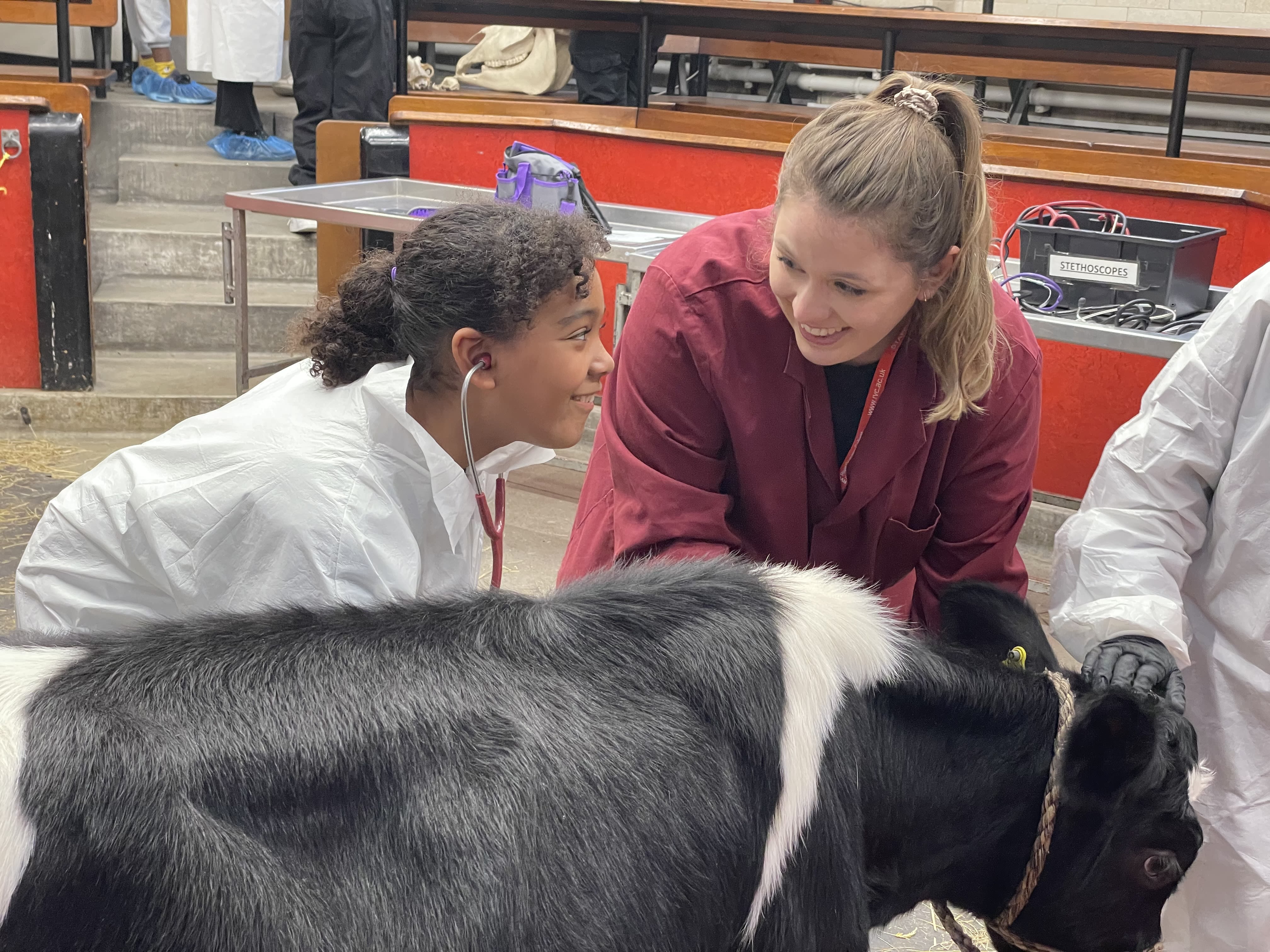 A young pupil listens to a calf's heart through a stethoscope 