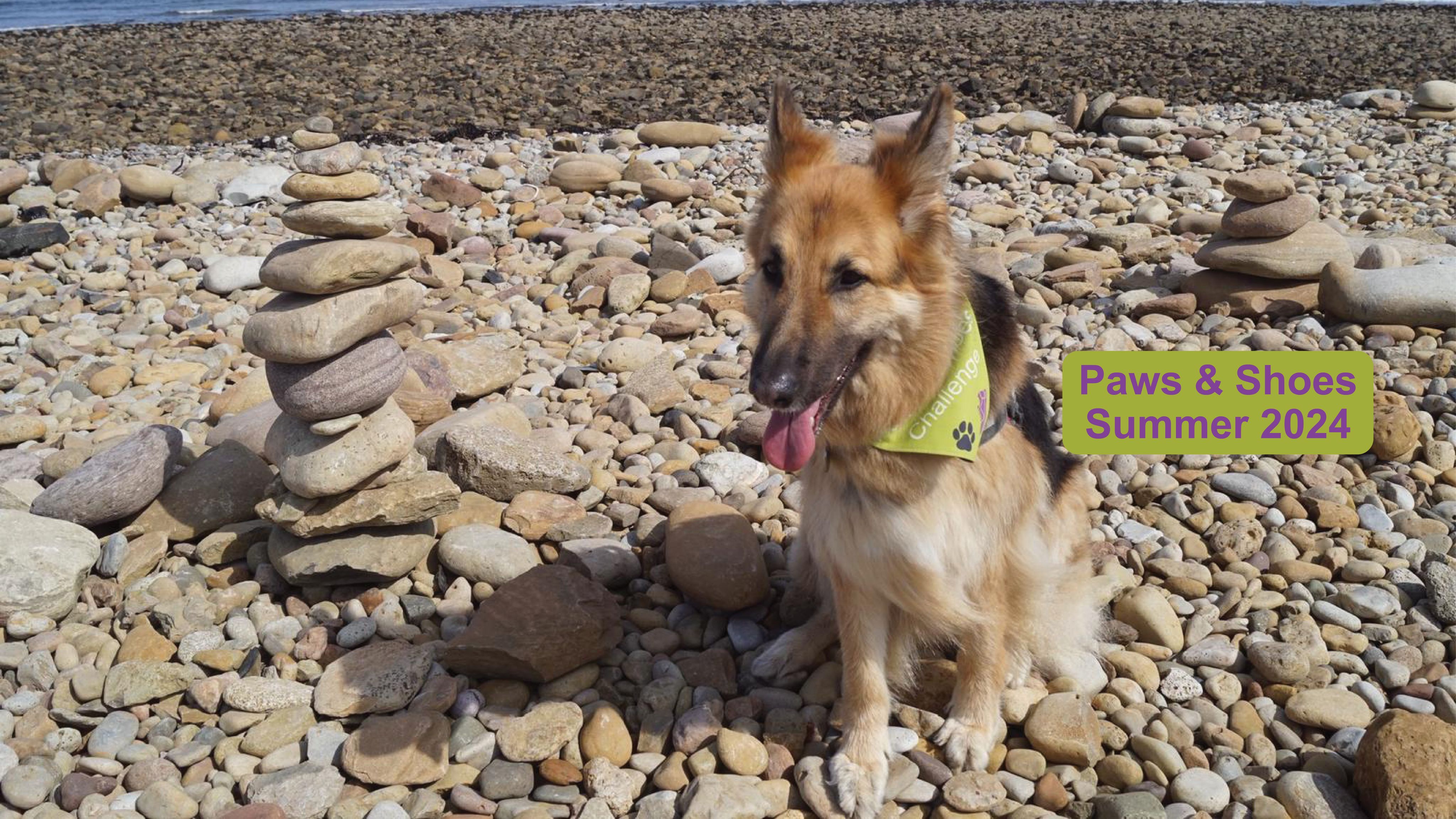 A dog wearing a Paws & Shoes bandana sits on a beach