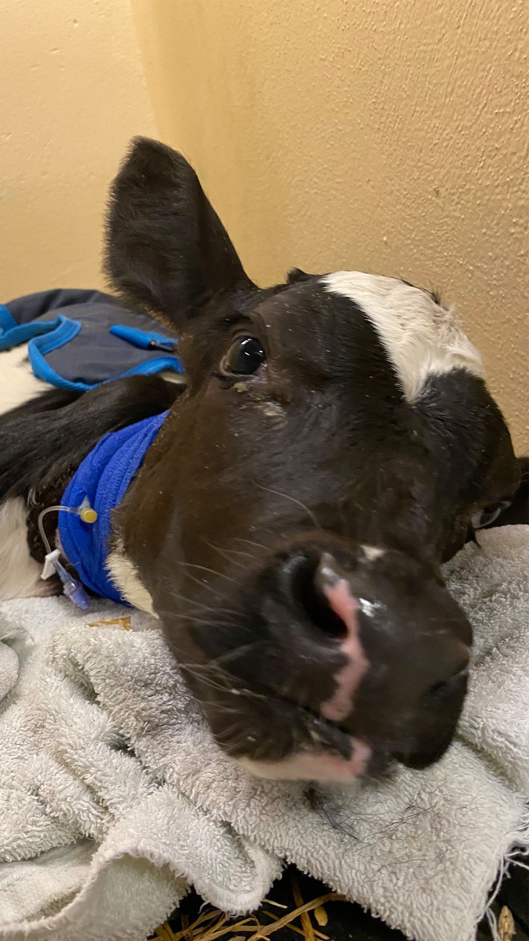A calf