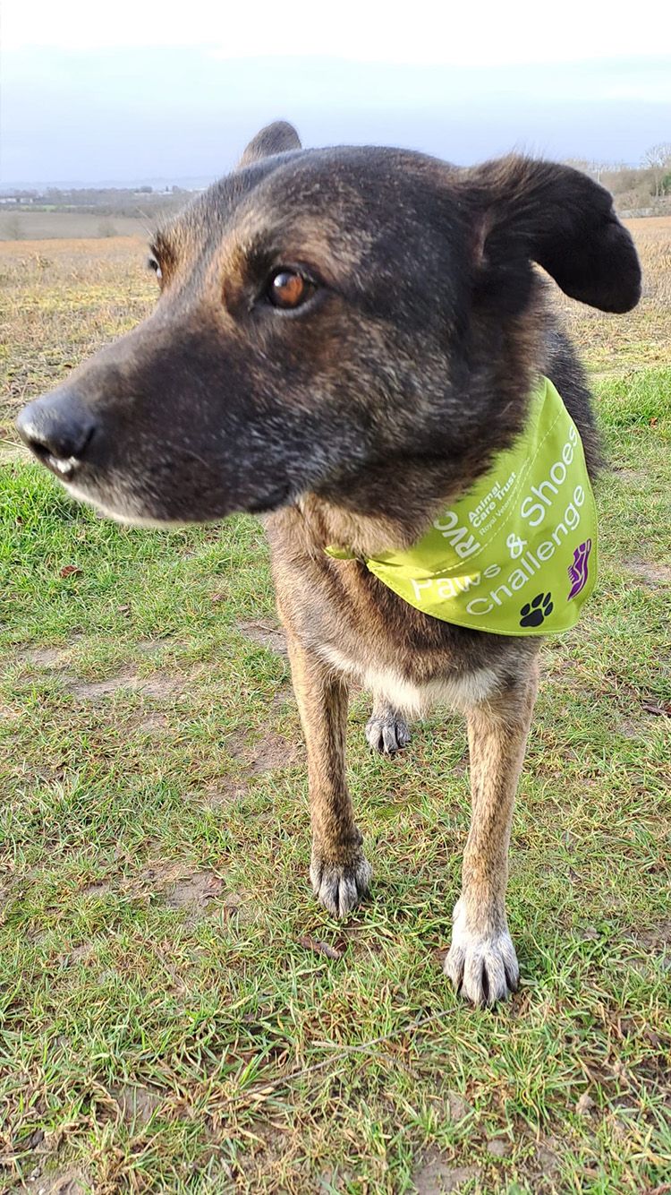 Belgian hotsell malinois shoes