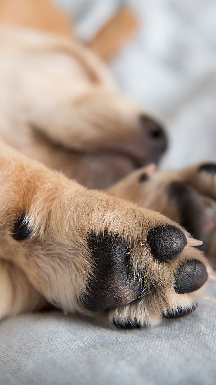 Puppy paws