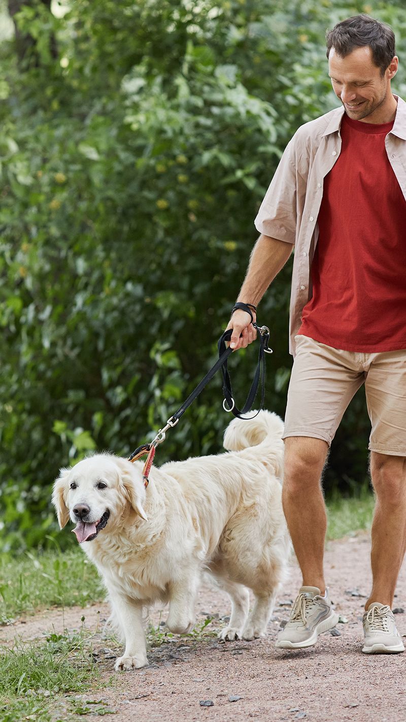 A man in a red t-shirt walks a labrador