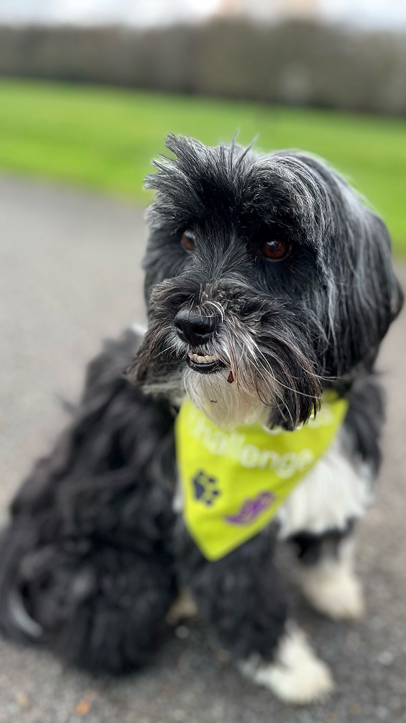 A black dog wears a green Paws & Shoes bandana