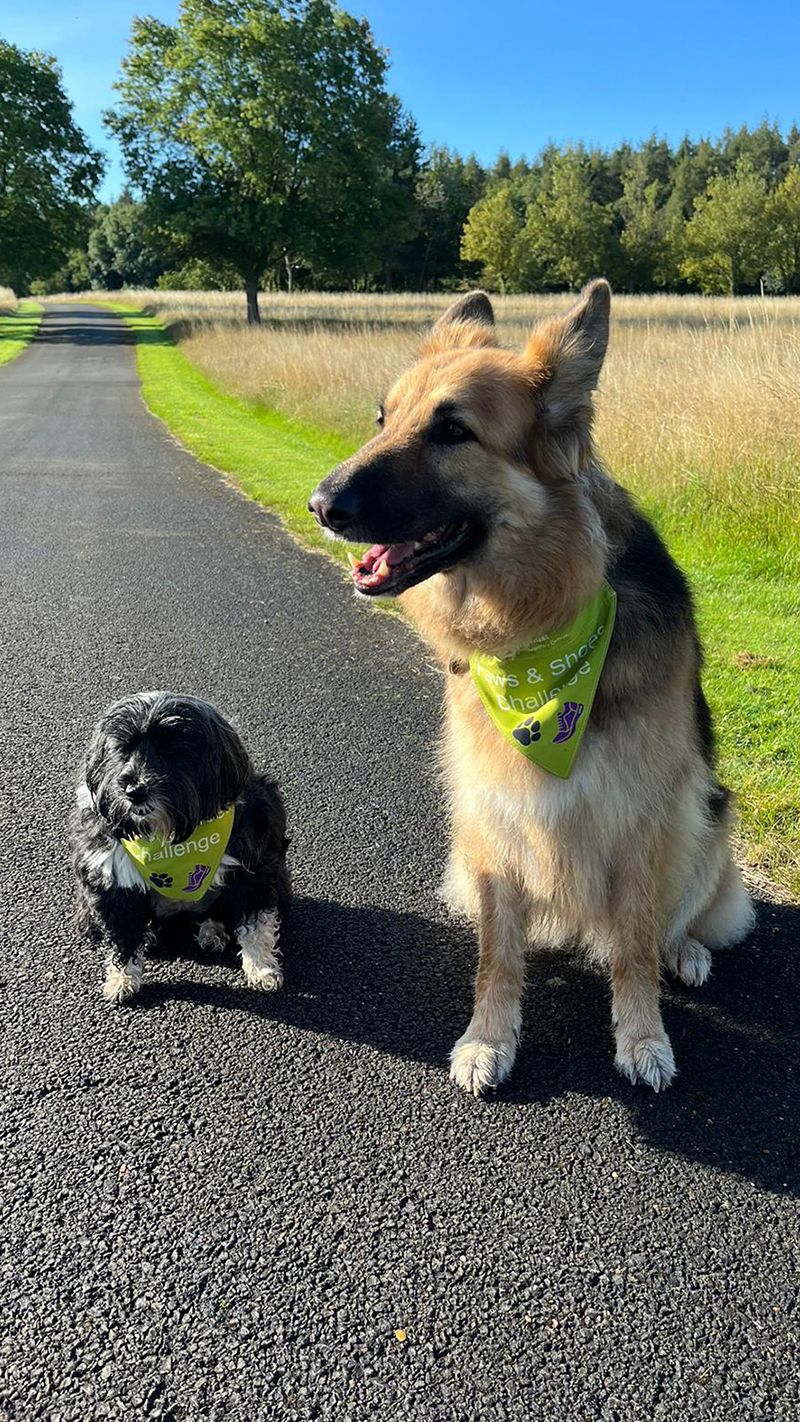 Two dogs, one small, one big, sit in the sunshine