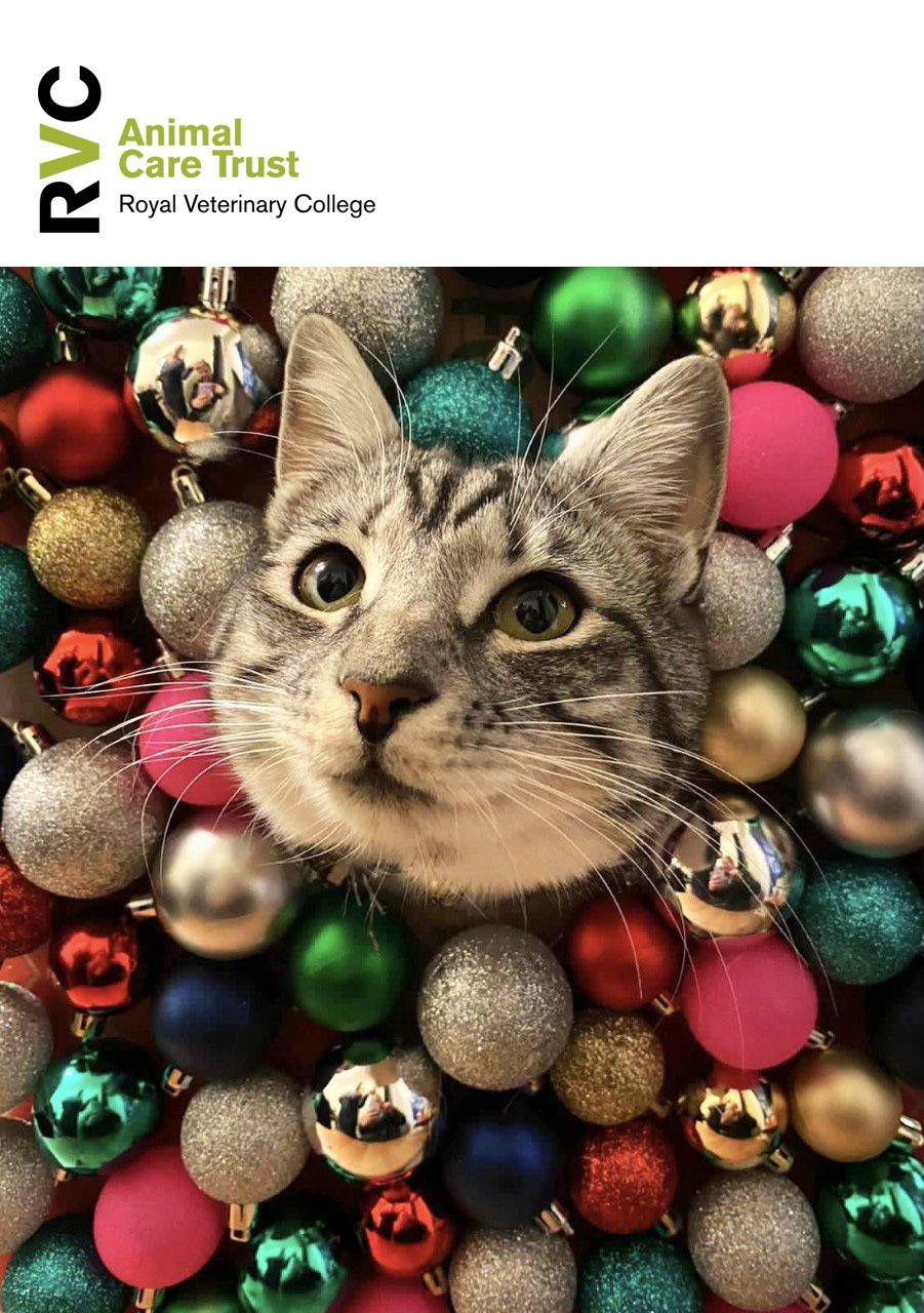 A cat pops his head out of Christmas baubles