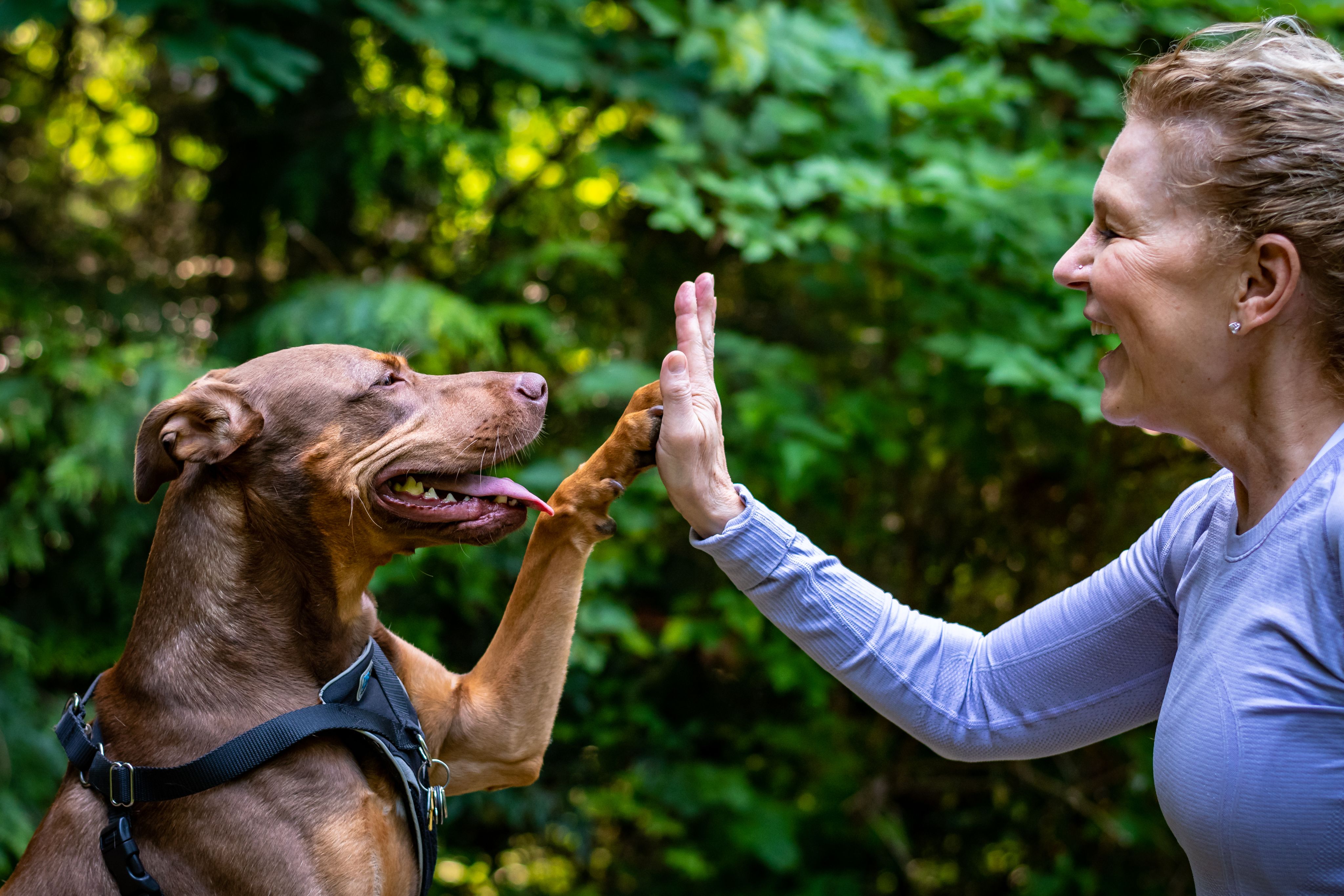 A woman gives her dog a 'high five'