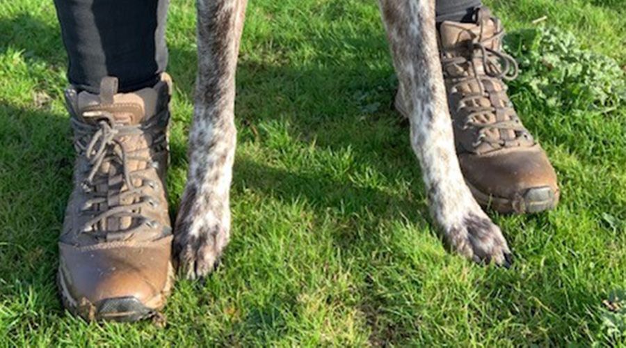 Walking shoes and paws