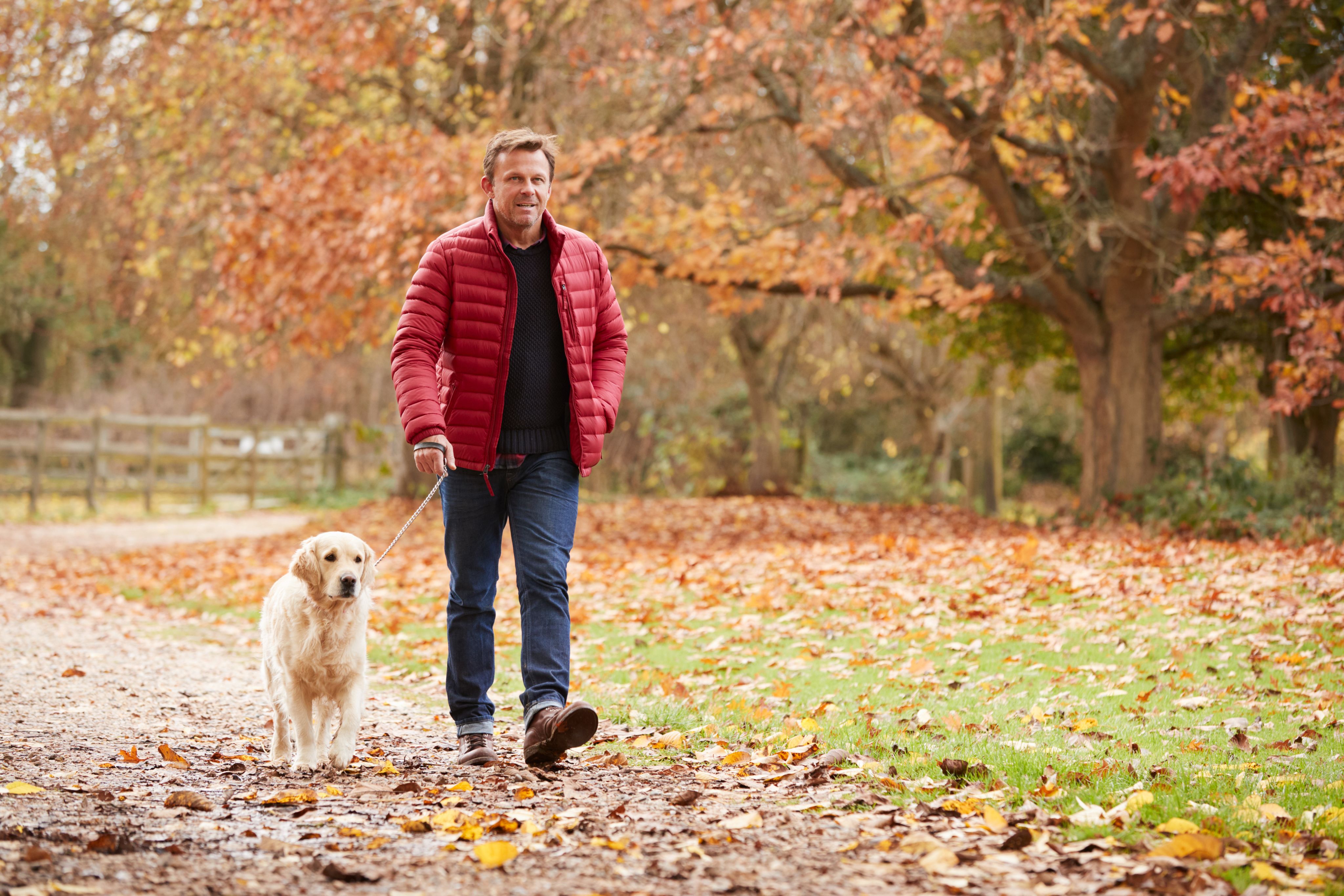 A man walks his dog in the woods