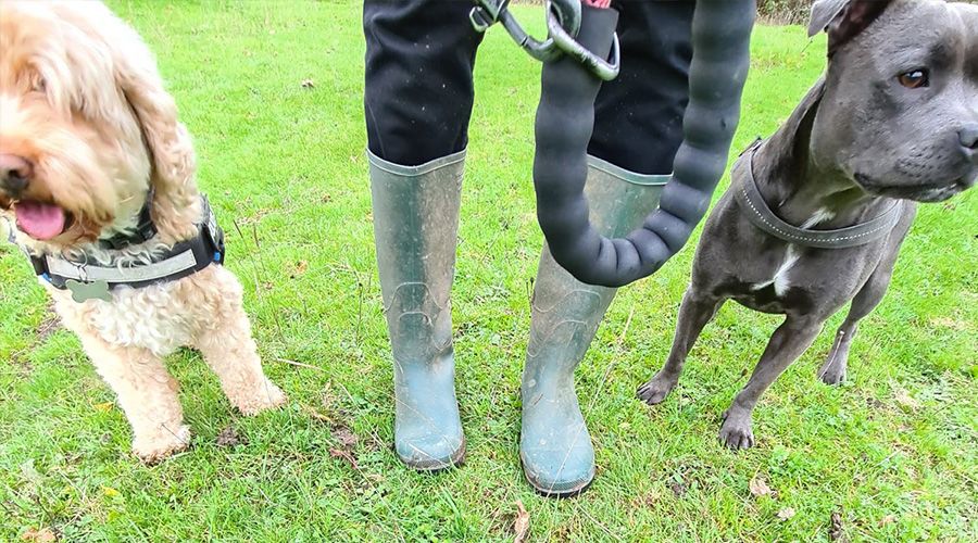 A dog walker stands with a dog ether side