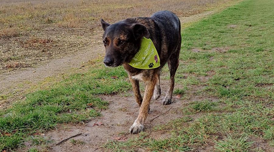 A dog wears the Paws & Shoes bandana